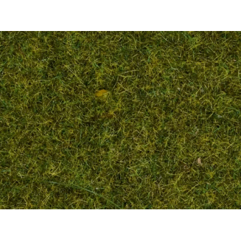 Zielona łąka (08361)