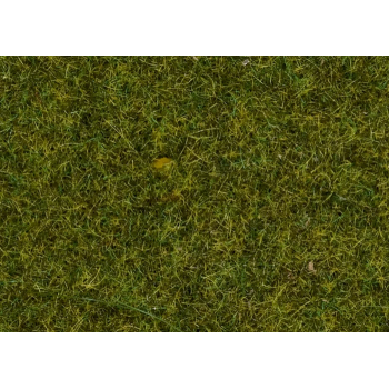 Zielona łąka (08312)